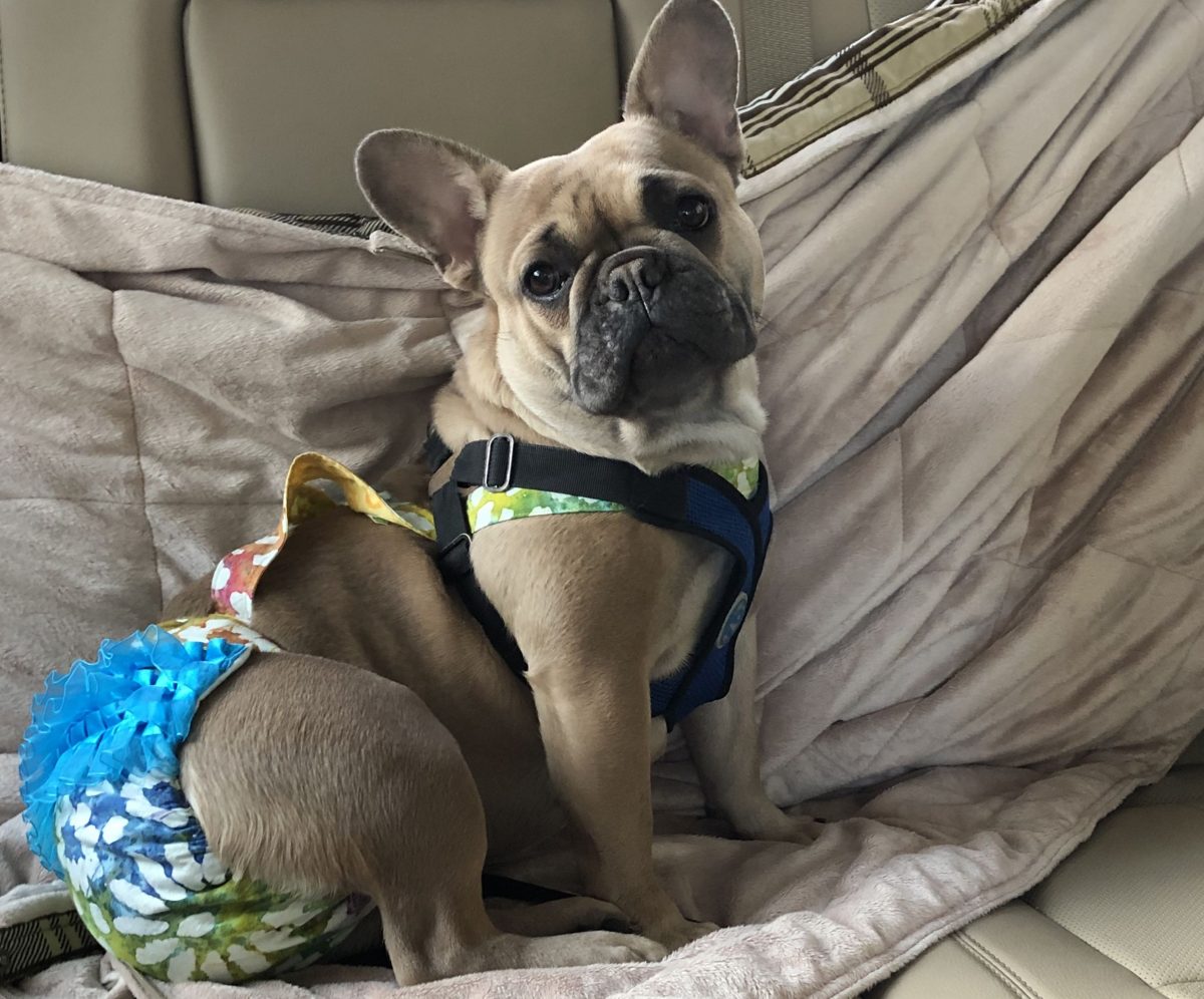 French Bulldogs Washington State – Washington French Bulldog Breeder IB ...